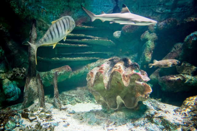Sealand Aquarium